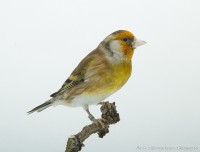 /album/vogels-van-jacques/huvaere-209-jpg/